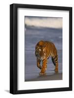 Bengal Tiger-DLILLC-Framed Photographic Print