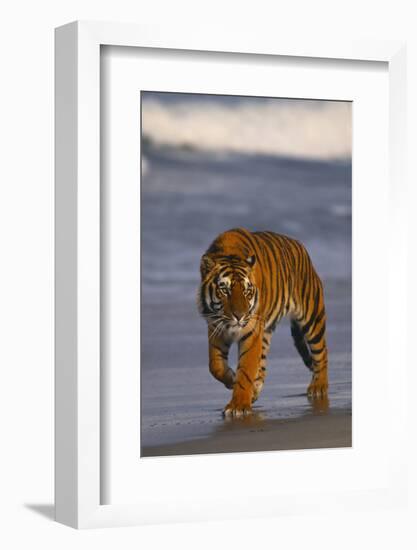 Bengal Tiger-DLILLC-Framed Photographic Print