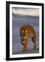 Bengal Tiger-DLILLC-Framed Photographic Print