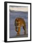 Bengal Tiger-DLILLC-Framed Photographic Print