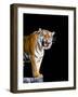 Bengal Tiger-Lipik-Framed Photographic Print