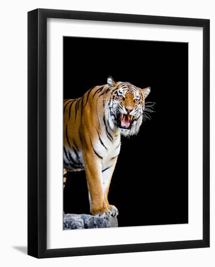 Bengal Tiger-Lipik-Framed Photographic Print