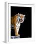 Bengal Tiger-Lipik-Framed Photographic Print