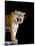 Bengal Tiger-Lipik-Mounted Photographic Print