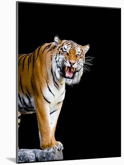 Bengal Tiger-Lipik-Mounted Photographic Print