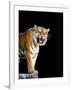 Bengal Tiger-Lipik-Framed Photographic Print