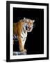 Bengal Tiger-Lipik-Framed Photographic Print