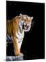 Bengal Tiger-Lipik-Mounted Photographic Print