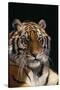 Bengal Tiger-DLILLC-Stretched Canvas