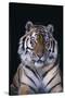 Bengal Tiger-DLILLC-Stretched Canvas