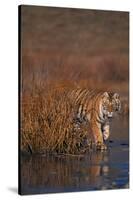 Bengal Tiger-DLILLC-Stretched Canvas