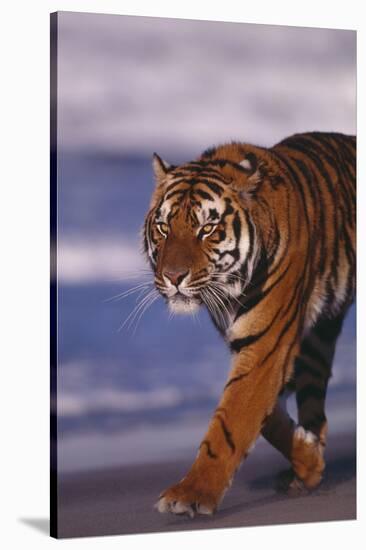 Bengal Tiger-DLILLC-Stretched Canvas