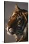 Bengal Tiger-DLILLC-Stretched Canvas