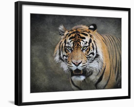 Bengal Tiger-Jai Johnson-Framed Premium Giclee Print