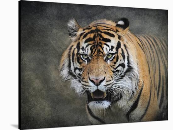 Bengal Tiger-Jai Johnson-Stretched Canvas