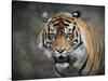 Bengal Tiger-Jai Johnson-Stretched Canvas