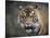 Bengal Tiger-Jai Johnson-Stretched Canvas