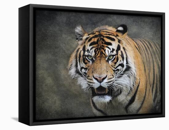 Bengal Tiger-Jai Johnson-Framed Stretched Canvas