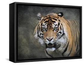 Bengal Tiger-Jai Johnson-Framed Stretched Canvas