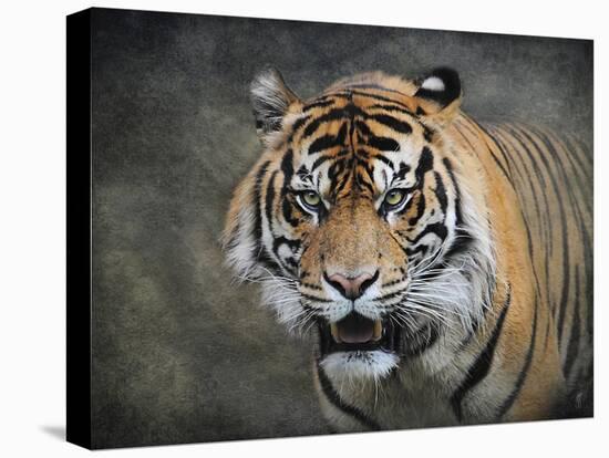 Bengal Tiger-Jai Johnson-Stretched Canvas