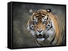 Bengal Tiger-Jai Johnson-Framed Stretched Canvas