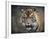 Bengal Tiger-Jai Johnson-Framed Giclee Print