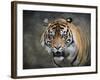 Bengal Tiger-Jai Johnson-Framed Giclee Print