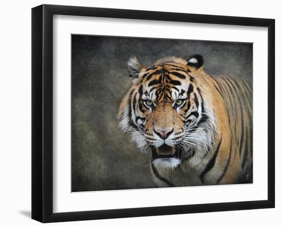 Bengal Tiger-Jai Johnson-Framed Giclee Print