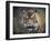 Bengal Tiger-Jai Johnson-Framed Giclee Print