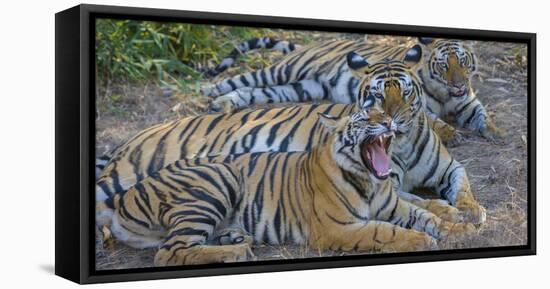 Bengal tigers, Bandhavgarh National Park, India-Art Wolfe-Framed Stretched Canvas