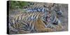 Bengal tigers, Bandhavgarh National Park, India-Art Wolfe-Stretched Canvas