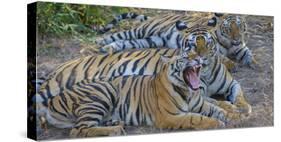 Bengal tigers, Bandhavgarh National Park, India-Art Wolfe-Stretched Canvas