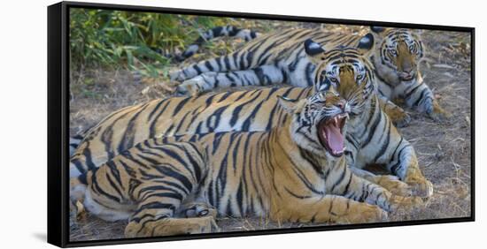 Bengal tigers, Bandhavgarh National Park, India-Art Wolfe-Framed Stretched Canvas