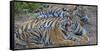 Bengal tigers, Bandhavgarh National Park, India-Art Wolfe-Framed Stretched Canvas