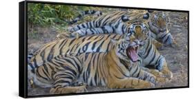 Bengal tigers, Bandhavgarh National Park, India-Art Wolfe-Framed Stretched Canvas