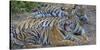 Bengal tigers, Bandhavgarh National Park, India-Art Wolfe-Stretched Canvas