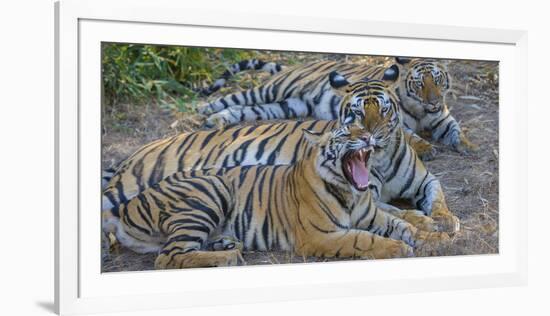 Bengal tigers, Bandhavgarh National Park, India-Art Wolfe-Framed Photographic Print