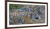 Bengal tigers, Bandhavgarh National Park, India-Art Wolfe-Framed Photographic Print