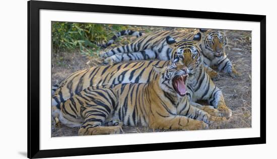 Bengal tigers, Bandhavgarh National Park, India-Art Wolfe-Framed Photographic Print