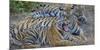 Bengal tigers, Bandhavgarh National Park, India-Art Wolfe-Mounted Photographic Print