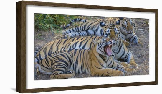 Bengal tigers, Bandhavgarh National Park, India-Art Wolfe-Framed Photographic Print