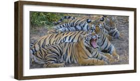 Bengal tigers, Bandhavgarh National Park, India-Art Wolfe-Framed Photographic Print