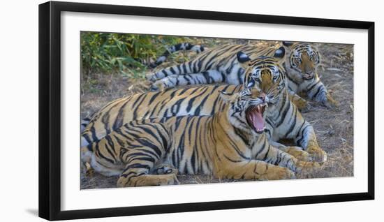 Bengal tigers, Bandhavgarh National Park, India-Art Wolfe-Framed Photographic Print