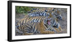 Bengal tigers, Bandhavgarh National Park, India-Art Wolfe-Framed Photographic Print