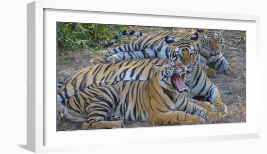 Bengal tigers, Bandhavgarh National Park, India-Art Wolfe-Framed Photographic Print