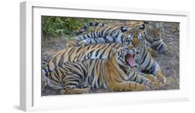 Bengal tigers, Bandhavgarh National Park, India-Art Wolfe-Framed Photographic Print