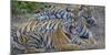 Bengal tigers, Bandhavgarh National Park, India-Art Wolfe-Mounted Photographic Print