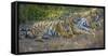 Bengal tigers, Bandhavgarh National Park, India-Art Wolfe-Framed Stretched Canvas