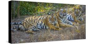 Bengal tigers, Bandhavgarh National Park, India-Art Wolfe-Stretched Canvas