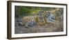 Bengal tigers, Bandhavgarh National Park, India-Art Wolfe-Framed Photographic Print